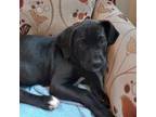 Adopt Elsie a Labrador Retriever, Pit Bull Terrier