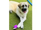 Adopt DAPHNE a Great Pyrenees, German Shepherd Dog