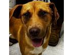 Adopt Ariel a Terrier