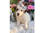 Adopt Harvarti a Great Pyrenees, Bernese Mountain Dog