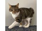 Adopt Poppy a Domestic Short Hair