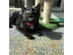 Adopt Tweedle Dee a Domestic Short Hair