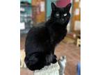 Adopt Willomena a Domestic Short Hair