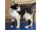 Adopt Albedo a Domestic Short Hair