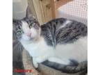 Adopt Lady Navare a Domestic Short Hair