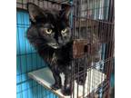 Adopt Ziva a Domestic Short Hair