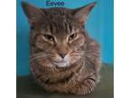 Adopt Eevee a Abyssinian