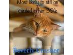 Adopt Beverly Crusher a Domestic Short Hair