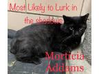 Adopt Morticia a Domestic Short Hair