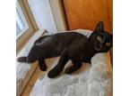 Adopt Yahtzee a Domestic Short Hair