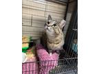 Adopt Ostara a Domestic Short Hair