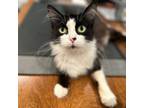 Adopt Portal a Domestic Long Hair