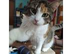 Adopt Marylia a Domestic Short Hair