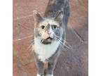 Adopt Prairie a Domestic Short Hair