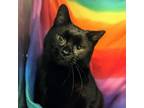 Adopt Taco Cat a Domestic Short Hair