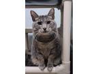 Adopt Polly Grey a Domestic Short Hair