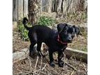 Adopt Mary Kate a Black Labrador Retriever, Mixed Breed