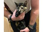 Adopt Lizzie a Domestic Short Hair