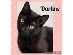 Adopt Darlene a Bombay, Russian Blue