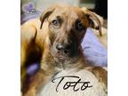 Adopt Toto - Movie Star Litter a Pit Bull Terrier, German Shepherd Dog