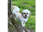 Adopt Natalie a Shih Tzu