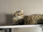 Adopt Serenity a Maine Coon