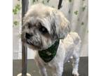 Adopt Doris a Lhasa Apso, Mixed Breed