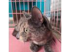 Adopt Mika a Domestic Short Hair