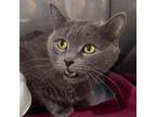 Adopt Sheba a Russian Blue, Domestic Short Hair