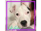 Adopt Valentine a American Staffordshire Terrier