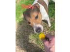 Adopt Sally a Cattle Dog, Mixed Breed