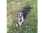 Adopt Diamond (319 w 19th) a Mixed Breed