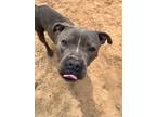 Adopt Sister a Pit Bull Terrier, Mixed Breed