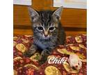 Adopt Chibi (bonded with Bibi) a Tabby