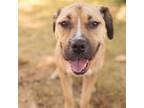 Adopt Amelia a Pit Bull Terrier, Mixed Breed