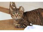 Adopt Dash a Tabby, Domestic Short Hair