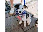 Adopt Pepita a Fox Terrier, Labrador Retriever