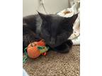 Adopt Stevie a Domestic Short Hair