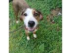 Adopt Emily a Beagle, Terrier