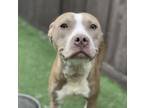 Adopt Paris a Pit Bull Terrier