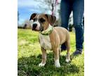 Adopt Dr Slicer a Boxer