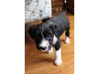 Adopt Nancy a Border Collie, Mixed Breed