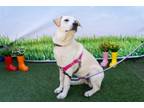 Adopt Dottie a Cattle Dog, Labrador Retriever