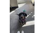 Adopt Blue Bayou (Ruby) a Bluetick Coonhound