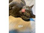 Adopt Mia a American Shorthair