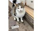 Adopt Emma a Tabby