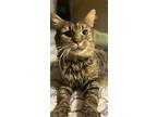 Adopt Taziki a Domestic Medium Hair