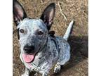 Adopt Savy Sabrina a Cattle Dog, Australian Cattle Dog / Blue Heeler