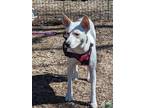 Adopt Shaylee a Shepherd, Husky