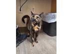 Adopt Sassy a Domestic Short Hair